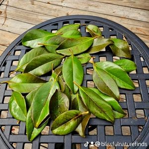 Southern Magnolia Leaves
